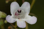 Manyflower beardtongue